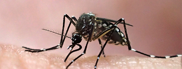 Une étude approfondie sur la gravité des épidémies de dengue en Guyane