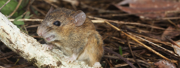 Un nouveau cas d’infection par un Hantavirus détecté par le Centre National de Référence de l’IP de la Guyane