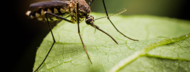 Trois nouvelles espèces de moustiques découvertes en Guyane
